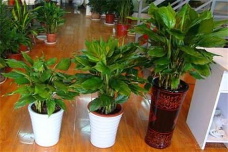 什么植物適合放室內(nèi)？室內(nèi)放植物注意什么？